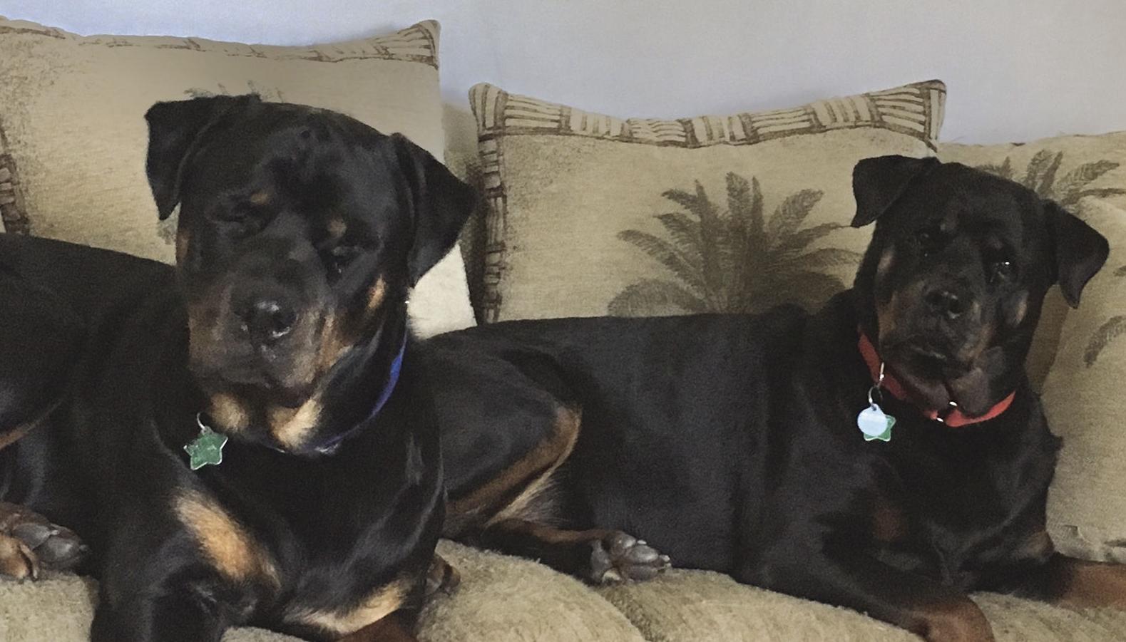 Pet of the Week - Week of Feb. 14, 2020